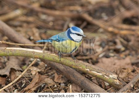 bluetit sitting on an old dry branch