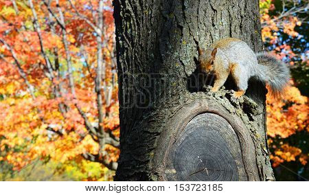 Squirrel perched on tree with ears perked up with fall foliage and leaves changing colors