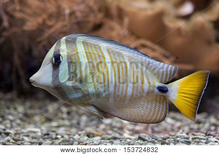 Sailfin tang (Zebrasoma veliferum). Wildlife animal. 