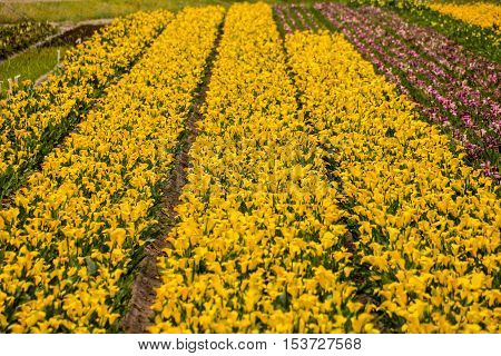 Calla Garden Field Cultivation