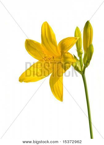 Yelloow 백합 흰색 절연