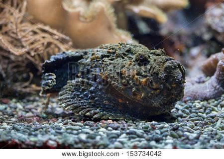 Reef stonefish (Synanceia verrucosa), also known as the stonefish. Wildlife animal. 