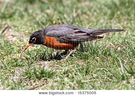 Amerikan Robin (turdus Migratorius)