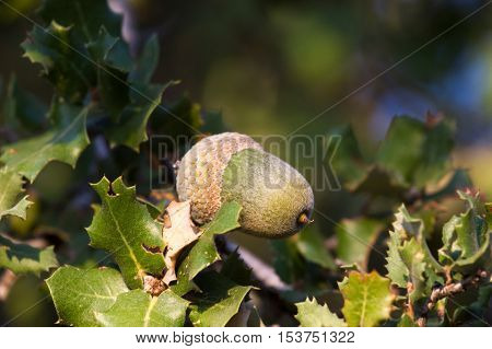 Native evergreen mediterranean plant - kermes oak Quercus coccifera . Acorn. Cyprus variegated bush forest