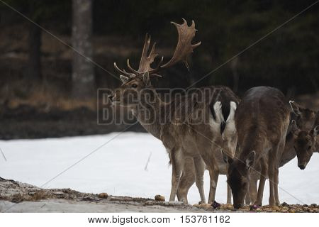 a fallow deer buck feeding with his does