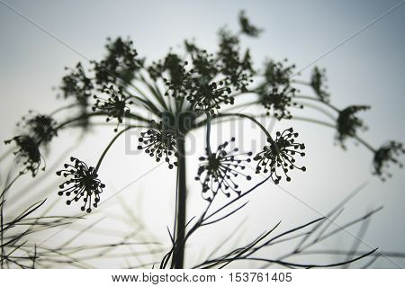 Dill inflorescence silhouette, in the light of the setting sun