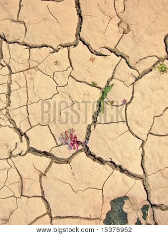 Dettaglio del terriccio asciutto terra