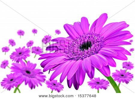 Daisy Gerbera blomster på hvid