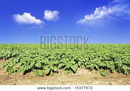 Kartoffelfeld gegen blauen Himmel und Wolken
