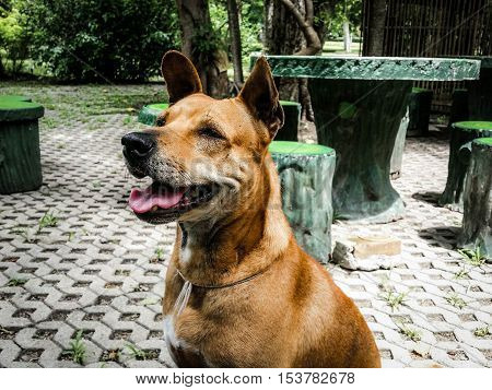 The dog is waiting for food with hope