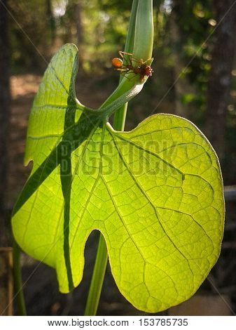 This picture is the ants on a leaves