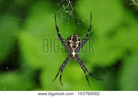 Tropical nicely colored with a spider on the network. Indonesia. Java.