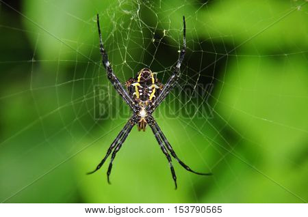 Tropical nicely colored with a spider on the network. Indonesia. Java.