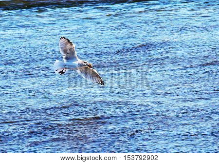 A seagull flying away with a conch in its mouth ready to drop it on the cement so it can be eaten