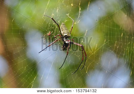 Tropical nicely colored with a spider on the network. Indonesia. Java.