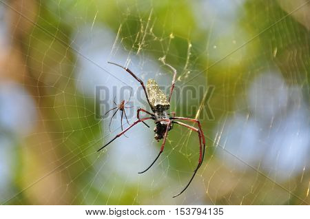 Tropical nicely colored with a spider on the network. Indonesia. Java.