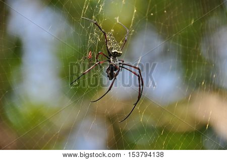 Tropical nicely colored with a spider on the network. Indonesia. Java.