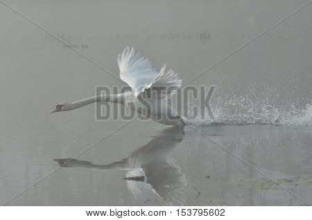 Mute Swan. Large white water bird. Taking off flying bird