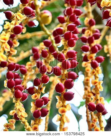 Seed of oil palm in Tailand, island Phuket