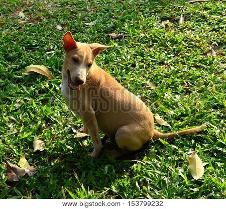 Brown smiling puppy sitting in the sun