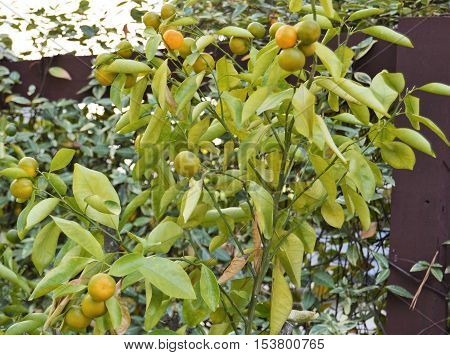 calamansi lemon plant fruit Filipino ripe ready
