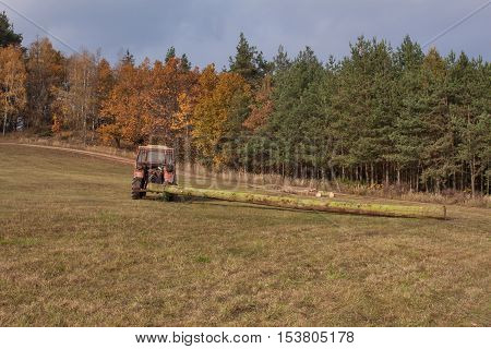 Tractor pulls the fallen tree. Working in the forest. Tractor is skidding cut trees out of the forest. Skidding timber.