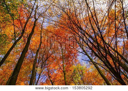 Nevytske Ukraine - October 27 2016: A fiery autumn foliage in the crowns of trees in the Carpathian forests.