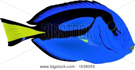 Paracanthurus Heratus.Eps