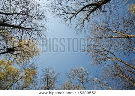 Krone der Baum mit bunten Blätter