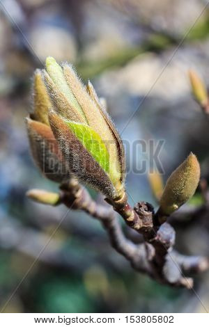 Green bud in spring close up in nice color