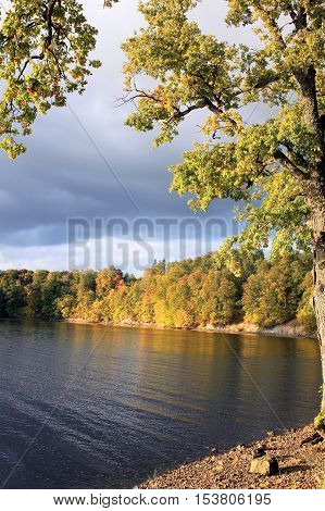 Autumn trees on the river Perce in city Koknese in Latvia