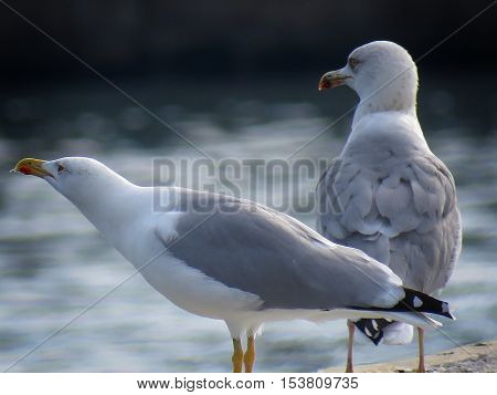 beauty must-haves in every moment of our lives ... Birds, and of course, shorebirds, gulls ...