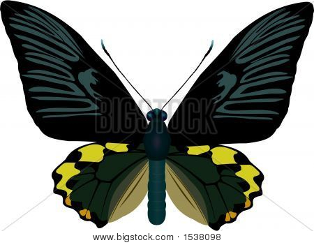 Troides Hypolitus.Eps