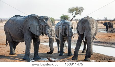 Three elephants at a waterhole in Hwange National Park