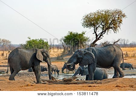 Elephants at a waterhole in Hwange with buffalo in the background