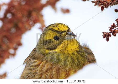 bright yellow bird portrait in snow, colorful bird, birds winter nomadic birds, yellowhammer
