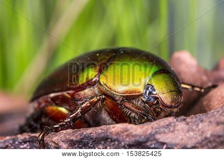 Flower Beetle (anomala Dimidiata)