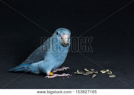 Forpus Bird, Parakeet Bird, Parrot Bird Eating Sunflower Seed