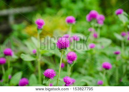 Globe Amaranth Or Gomphrena Globosa Flower In The Garden