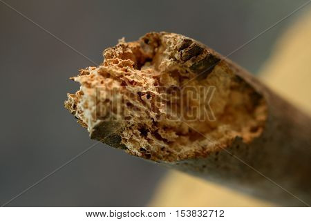 Crumbled piece of wood decayed by woodworms