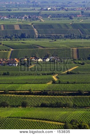 Vinefields