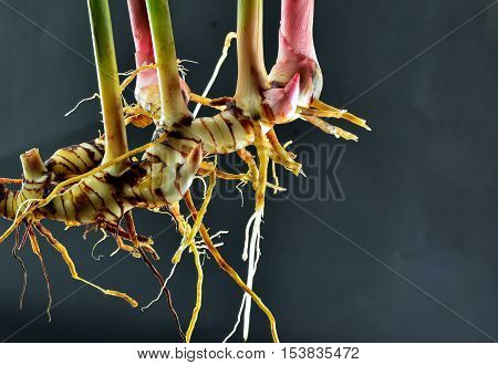 young galangal root and fresh galangal leaf on black background. thai herb.