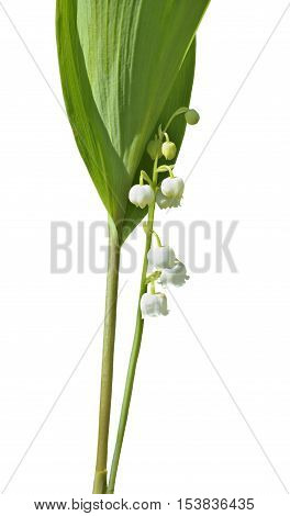 A close up of the lily-of-the-valley (Convallaria keiskei). Isolated on white.