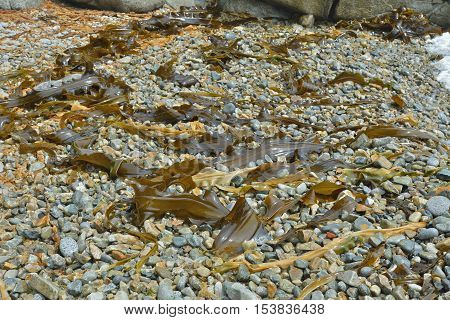 A close up of the drift-weed on beach.