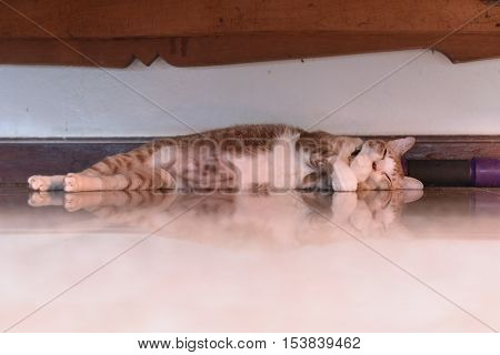 the salit cat is trying to sleep