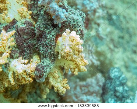 the yellow soft corals in myanmar divesite