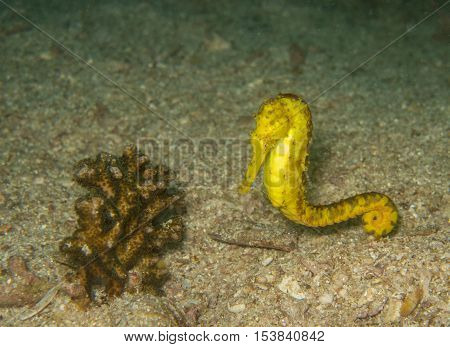 closed up the yellow seahorse in Myanmar divesite