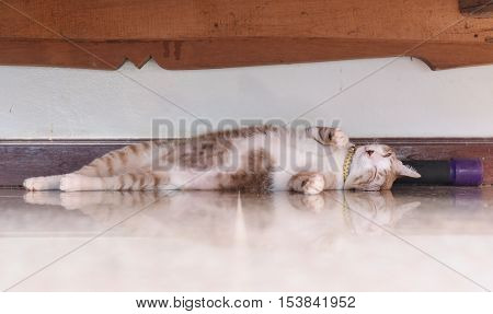 the salit cat is trying to sleep