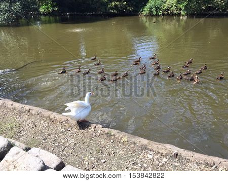 White Peking Duck In Audubon Park In New Orleans Makes Beautiful Shapes With Its Wings