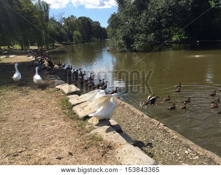 White Peking Duck In Audubon Park In New Orleans Makes Beautiful Shapes With Its Wings